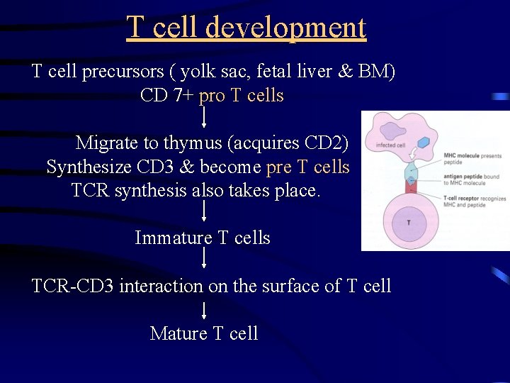 T cell development T cell precursors ( yolk sac, fetal liver & BM) CD