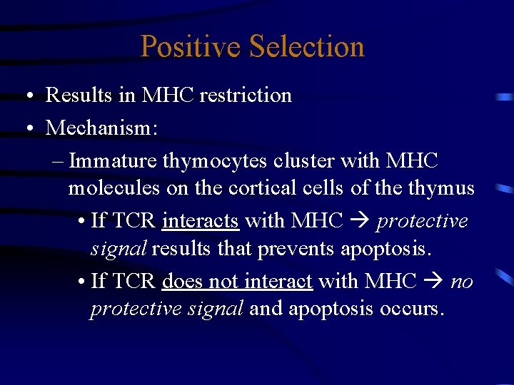 Positive Selection • Results in MHC restriction • Mechanism: – Immature thymocytes cluster with