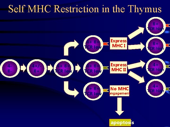Self MHC Restriction in the Thymus 8+ TCR high 48 - 4+/8+ 4+ 8+