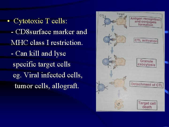  • Cytotoxic T cells: - CD 8 surface marker and MHC class I