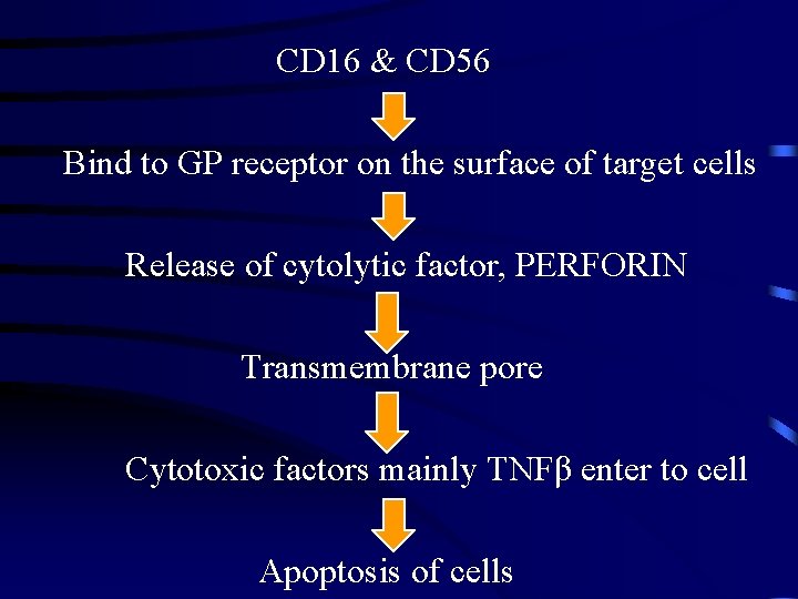 CD 16 & CD 56 Bind to GP receptor on the surface of target