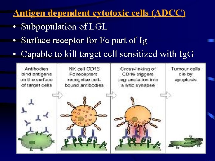 Antigen dependent cytotoxic cells (ADCC) • Subpopulation of LGL • Surface receptor for Fc
