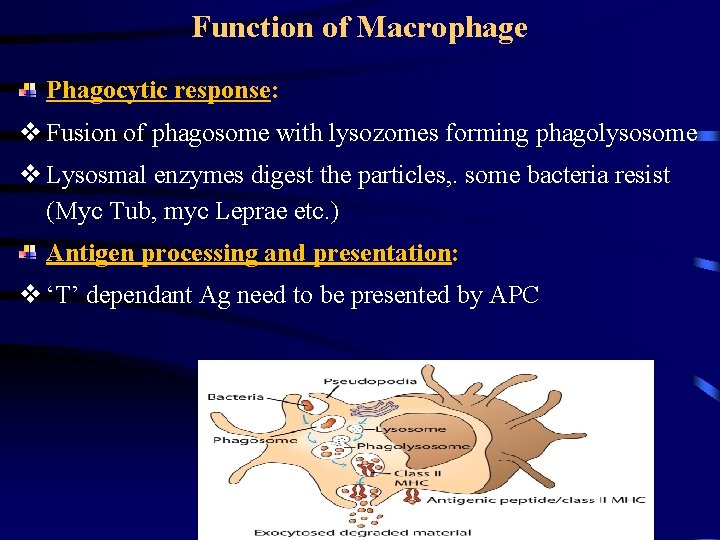 Function of Macrophage Phagocytic response: v Fusion of phagosome with lysozomes forming phagolysosome v