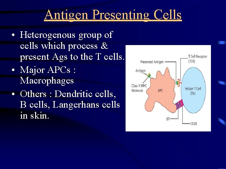 Antigen Presenting Cells • Heterogenous group of cells which process & present Ags to