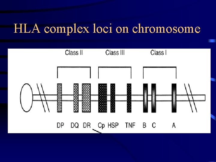 HLA complex loci on chromosome 