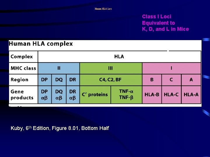 Human HLA Loci Class I Loci Equivalent to K, D, and L in Mice