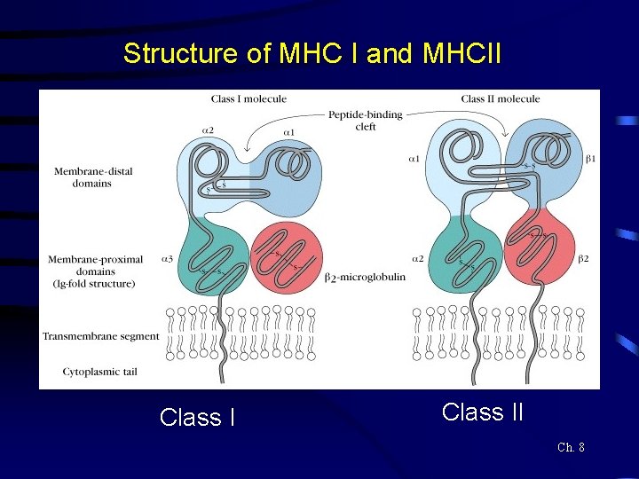 Structure of MHC I and MHCII Class II Ch. 8 