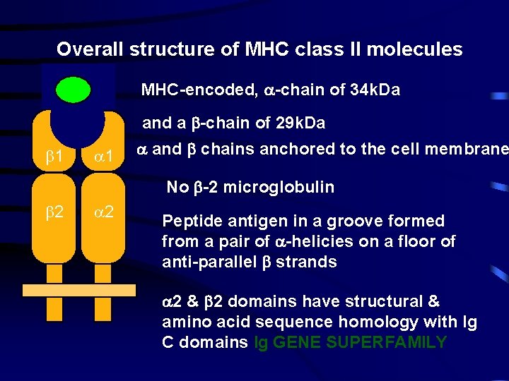 Overall structure of MHC class II molecules MHC-encoded, -chain of 34 k. Da and