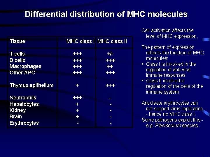 Differential distribution of MHC molecules Tissue T cells B cells Macrophages Other APC Thymus