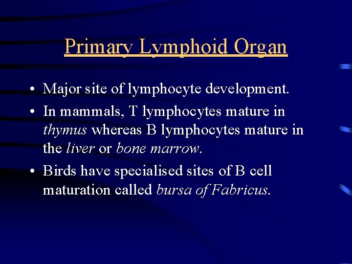 Primary Lymphoid Organ • Major site of lymphocyte development. • In mammals, T lymphocytes