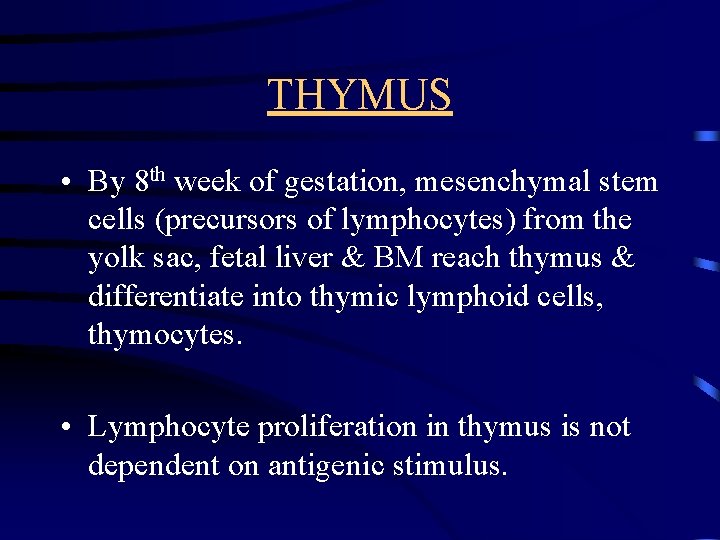 THYMUS • By 8 th week of gestation, mesenchymal stem cells (precursors of lymphocytes)