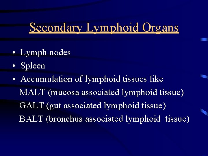 Secondary Lymphoid Organs • Lymph nodes • Spleen • Accumulation of lymphoid tissues like