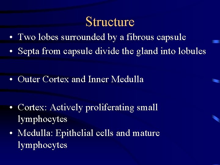 Structure • Two lobes surrounded by a fibrous capsule • Septa from capsule divide