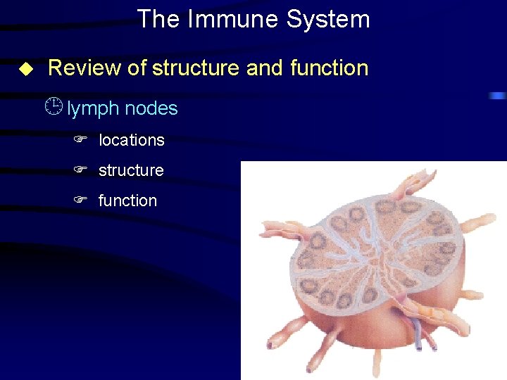 The Immune System u Review of structure and function ¹ lymph nodes F locations