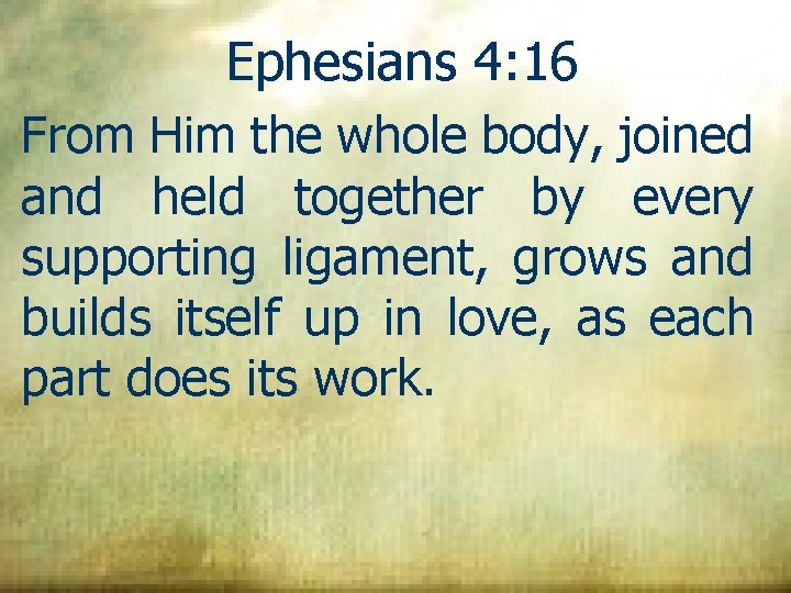 Ephesians 4: 16 From Him the whole body, joined and held together by every
