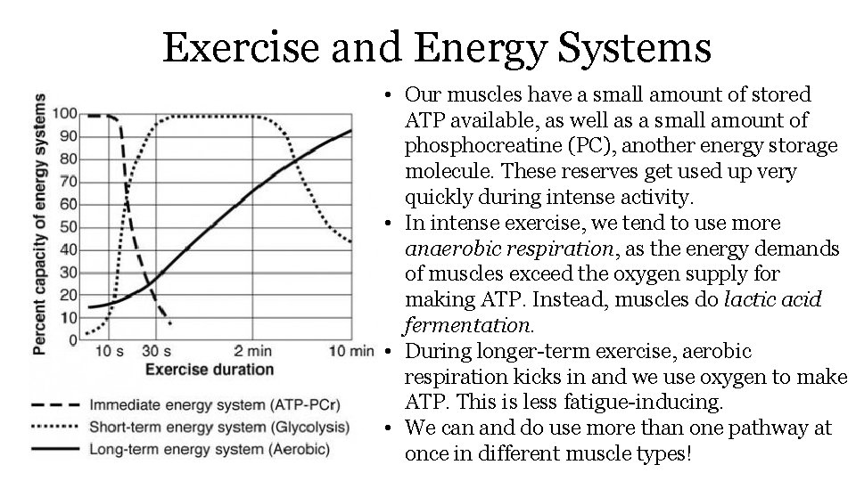 Exercise and Energy Systems • Our muscles have a small amount of stored ATP