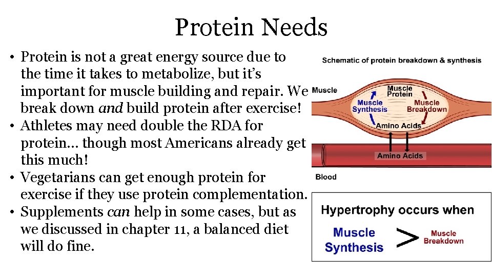 Protein Needs • Protein is not a great energy source due to the time