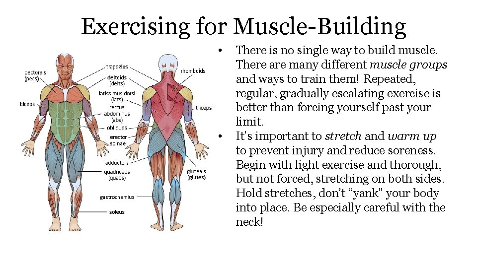 Exercising for Muscle-Building • • There is no single way to build muscle. There