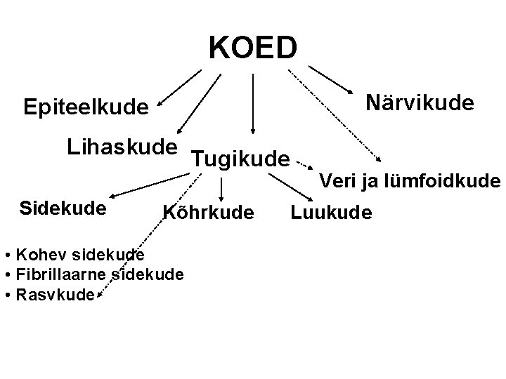 KOED Närvikude Epiteelkude Lihaskude Sidekude Tugikude Kõhrkude • Kohev sidekude • Fibrillaarne sidekude •