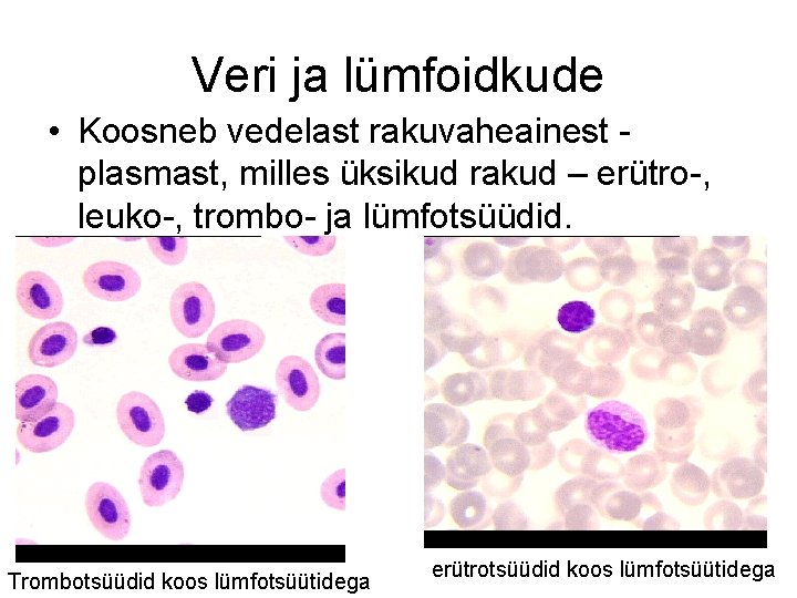 Veri ja lümfoidkude • Koosneb vedelast rakuvaheainest plasmast, milles üksikud rakud – erütro-, leuko-,