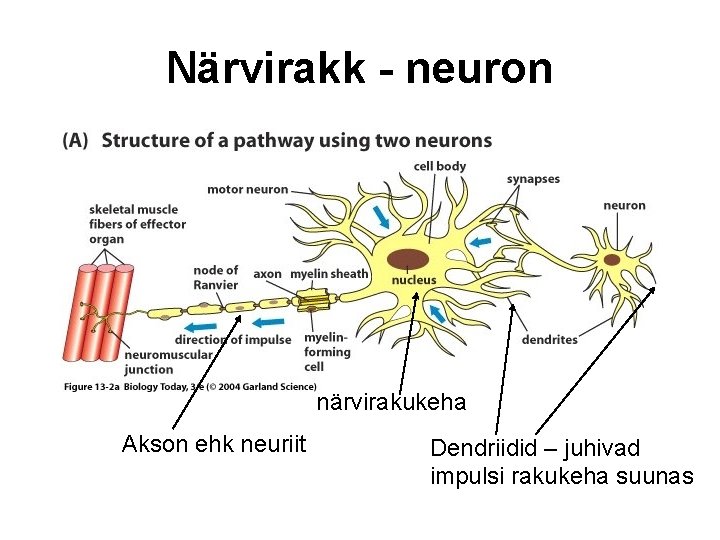 Närvirakk - neuron närvirakukeha Akson ehk neuriit Dendriidid – juhivad impulsi rakukeha suunas 