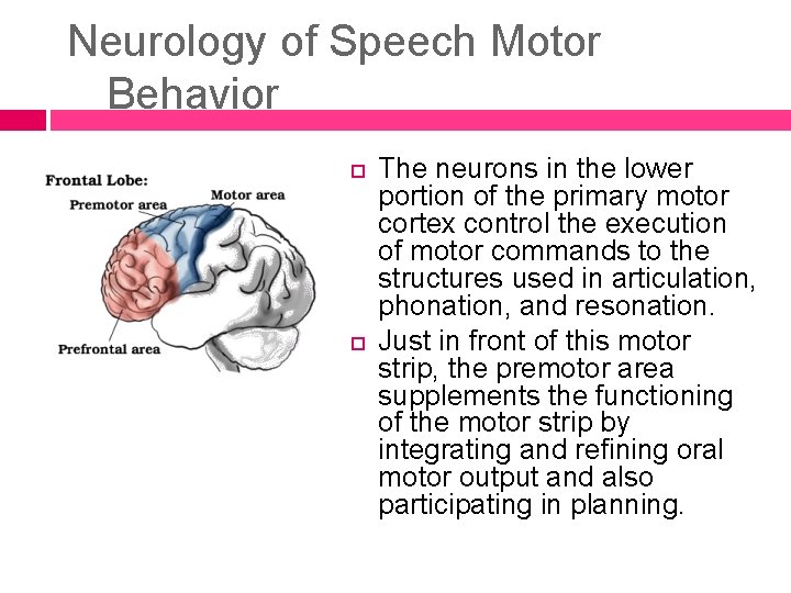 Neurology of Speech Motor Behavior The neurons in the lower portion of the primary