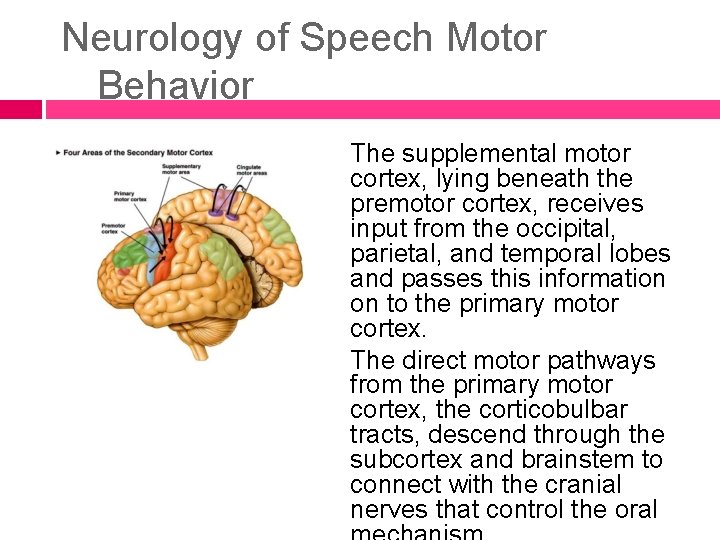 Neurology of Speech Motor Behavior The supplemental motor cortex, lying beneath the premotor cortex,