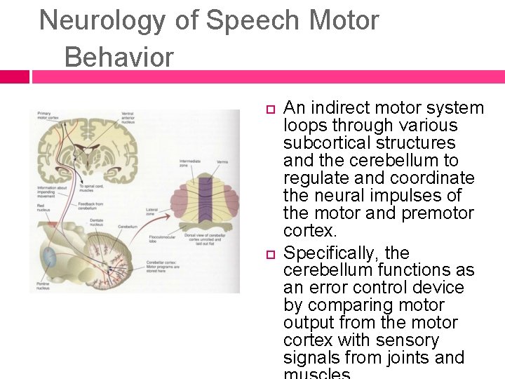 Neurology of Speech Motor Behavior An indirect motor system loops through various subcortical structures