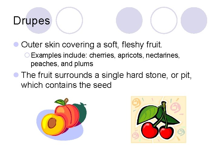 Drupes l Outer skin covering a soft, fleshy fruit. ¡ Examples include: cherries, apricots,