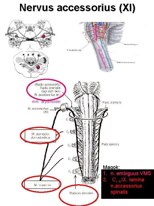 Nervus accessorius (XI) 1. mm. arytenoidei Magok: 1. n. ambiguus VMS 2. C 1