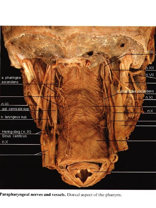 n. IX n. XII a. pharingea ascendens n. VII a. pharingea ascendens n. XI
