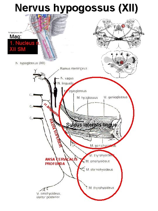 Nervus hypogossus (XII) Mag: 1. Nucleus n. XII SM rr. li ng ua le