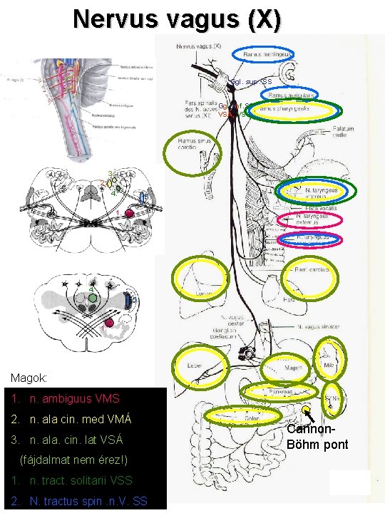 Nervus vagus (X) Ggl. sup. SS Ggl. inf. SS, VSÁ, VSS 3 2. 4.