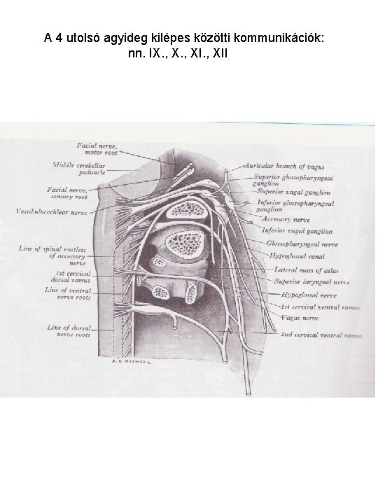 A 4 utolsó agyideg kilépes közötti kommunikációk: nn. IX. , XII 