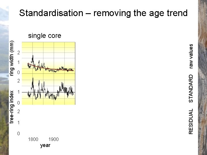 Standardisation – removing the age trend raw values 2 1 0 STANDARD ring width