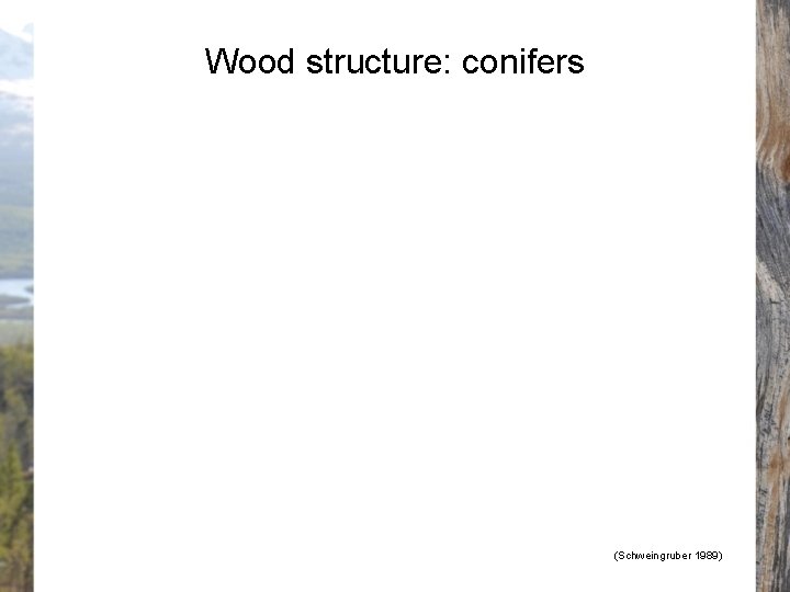 Wood structure: conifers (Schweingruber 1989) 