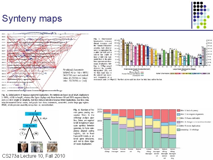 Synteny maps CS 273 a Lecture 10, Fall 2010 CS 273 a Lecture 9/10,