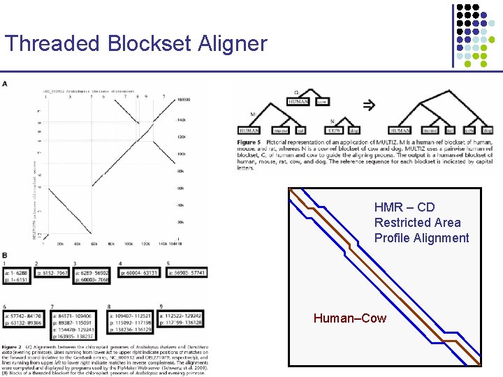 Threaded Blockset Aligner HMR – CD Restricted Area Profile Alignment Human–Cow CS 273 a