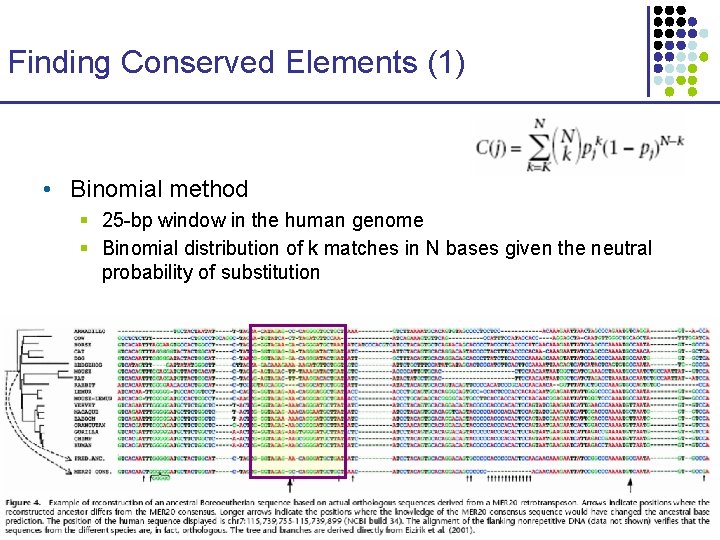 Finding Conserved Elements (1) • Binomial method § 25 -bp window in the human
