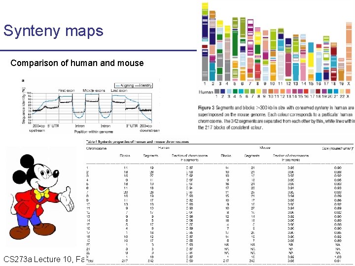 Synteny maps Comparison of human and mouse CS 273 a Lecture 10, Fall 2010