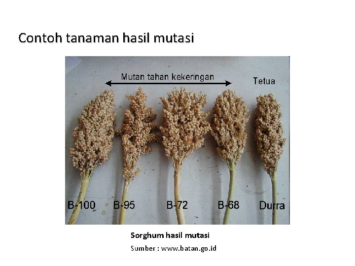 Contoh tanaman hasil mutasi Sorghum hasil mutasi Sumber : www. batan. go. id 