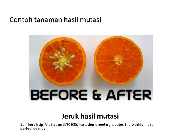 Contoh tanaman hasil mutasi Jeruk hasil mutasi Sumber : http: //io 9. com/5791035/mutation-breeding-creates-the-worlds-mostperfect-orange 