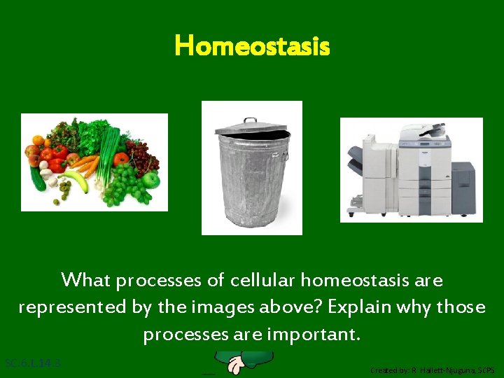 Homeostasis What processes of cellular homeostasis are represented by the images above? Explain why