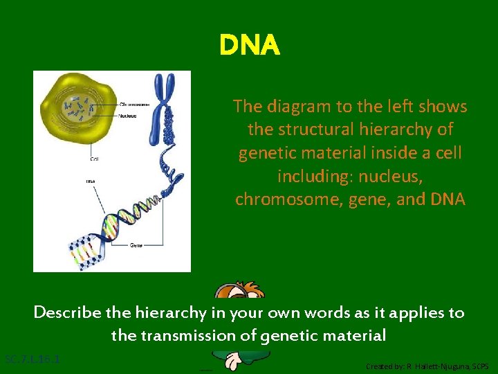 DNA The diagram to the left shows the structural hierarchy of genetic material inside