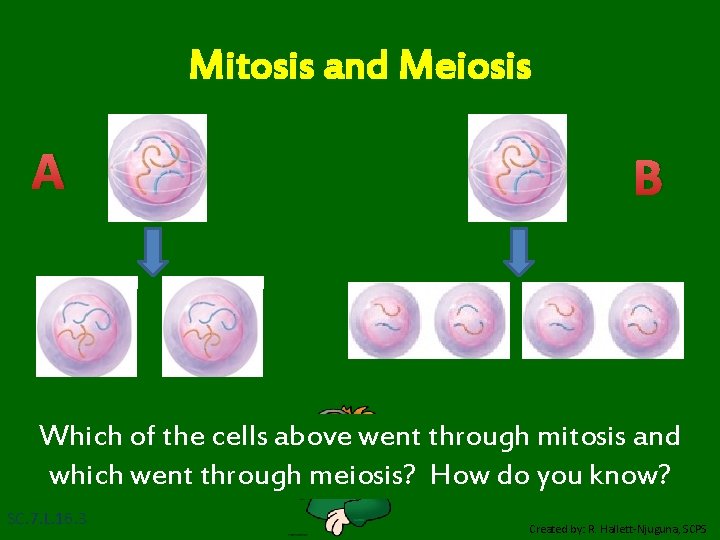 Mitosis and Meiosis A B Which of the cells above went through mitosis and
