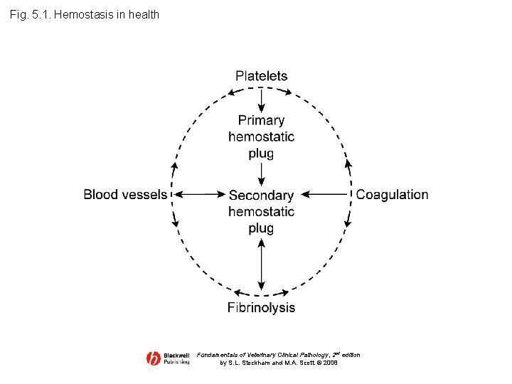 Fig. 5. 1. Hemostasis in health Fundamentals of Veterinary Clinical Pathology, 2 nd edition