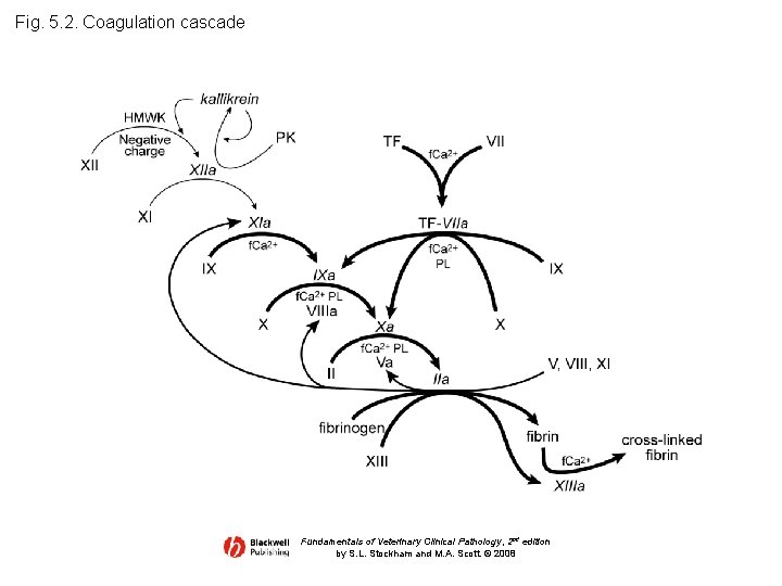 Fig. 5. 2. Coagulation cascade Fundamentals of Veterinary Clinical Pathology, 2 nd edition by