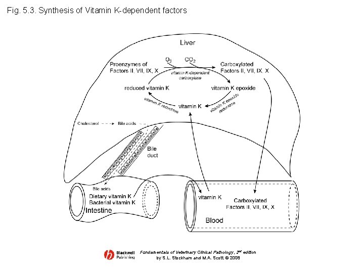 Fig. 5. 3. Synthesis of Vitamin K-dependent factors Fundamentals of Veterinary Clinical Pathology, 2