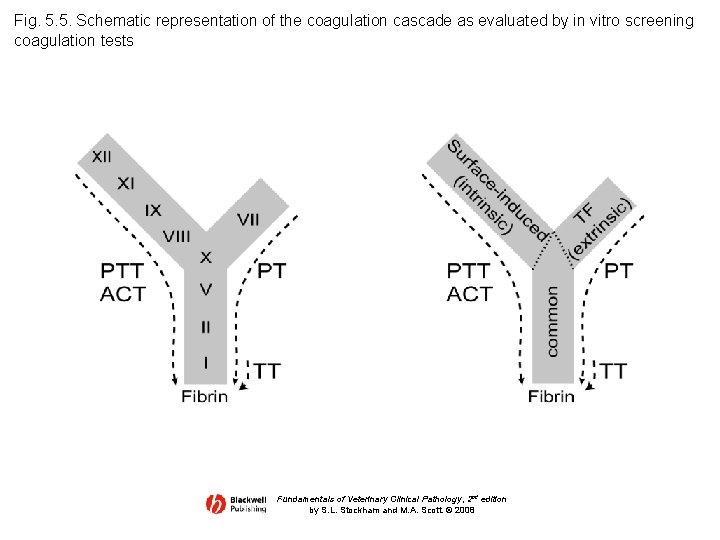 Fig. 5. 5. Schematic representation of the coagulation cascade as evaluated by in vitro