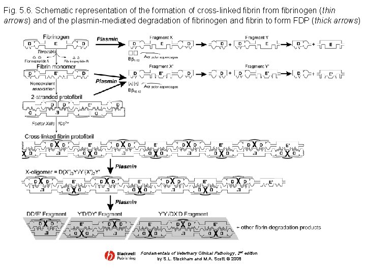 Fig. 5. 6. Schematic representation of the formation of cross-linked fibrin from fibrinogen (thin